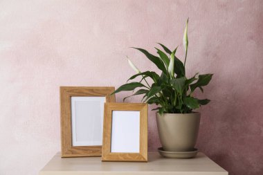 Spathiphyllum bitki ve renkli duvar, tasarım alanı yakın masada fotoğraf çerçeveleri. Ev dekorasyonu