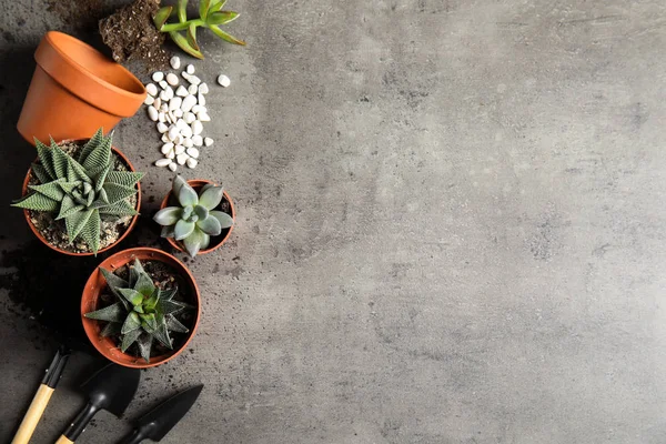 Inicio plantas, macetas y herramientas de jardinería sobre fondo gris, puesta plana. Espacio para texto — Foto de Stock
