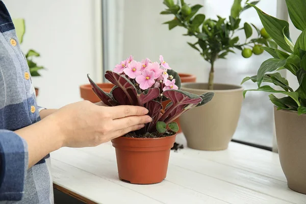 Wanita transplantasi tanaman rumah ke dalam pot baru pada jendela sill, closeup — Stok Foto