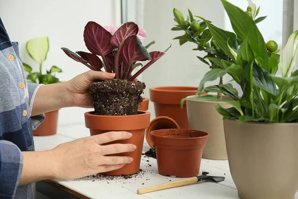 Woman transplanting home plant into new pot on window sill, closeup — 스톡 사진