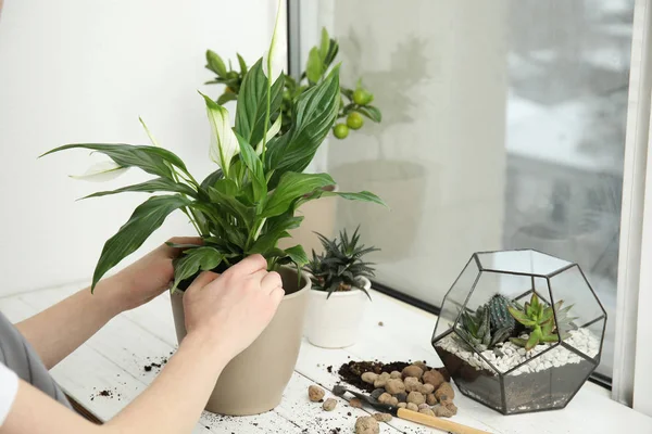 Женщина пересаживает домашнее растение в новый горшок на подоконнике, крупным планом — стоковое фото