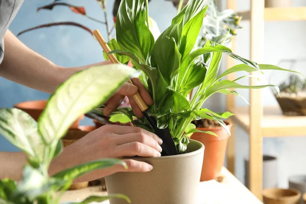 Wanita transplantasi tanaman rumah ke pot baru di meja, closeup — Stok Foto