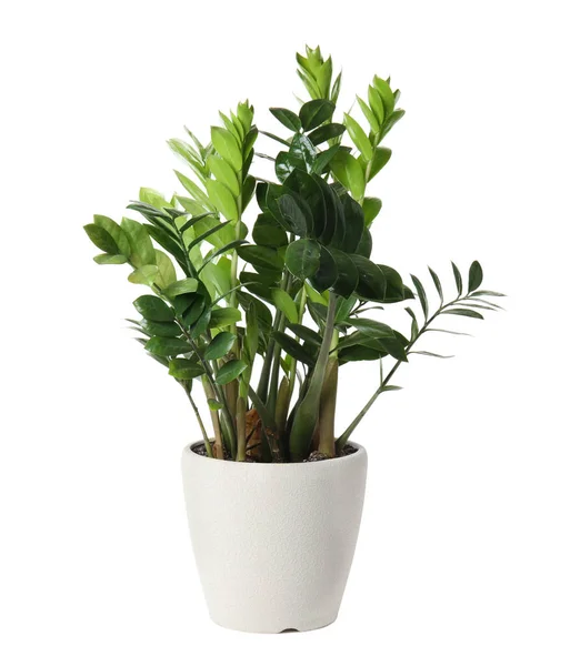 Pentola con pianta domestica Zamioculcas su sfondo bianco — Foto Stock