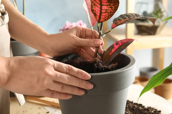 Wanita transplantasi tanaman rumah ke pot baru di meja, closeup — Stok Foto