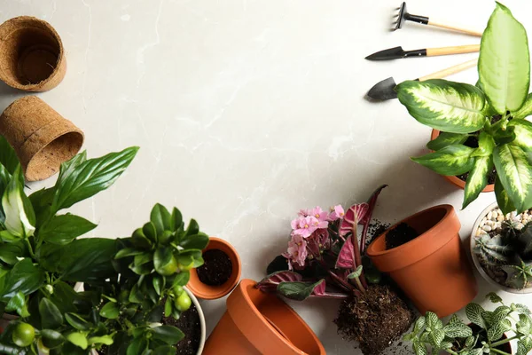 Composición plana con macetas, plantas caseras y herramientas de jardinería sobre fondo claro. Espacio para texto — Foto de Stock