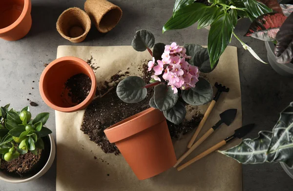 Flat lay composition with pots, home plants and gardening tools on grey background