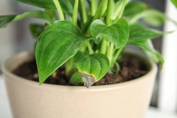 Potted home plant with leaf blight disease on  blurred background, closeup — Stok Foto