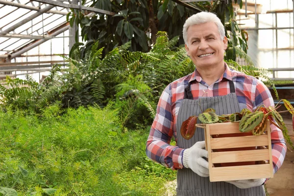 Érett férfi gazdaság fa láda trópusi növény az üvegházhatást okozó. Házi kertészkedés — Stock Fotó
