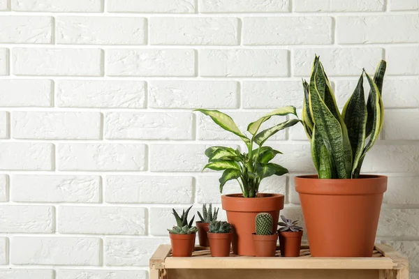 Macetas de plantas caseras en caja de madera contra la pared de ladrillo. Espacio para texto —  Fotos de Stock