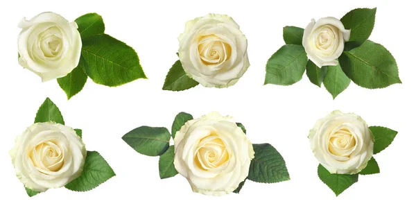 Set de trandafiri frumoși cu frunze pe fundal alb, vedere de sus — Fotografie, imagine de stoc