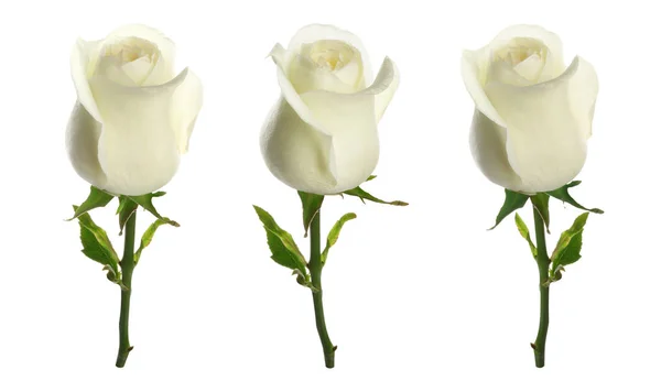白色背景上一组美丽的柔嫩玫瑰 — 图库照片