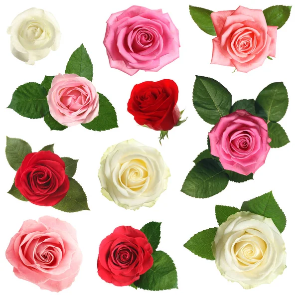白色背景上不同美丽的柔嫩玫瑰 — 图库照片
