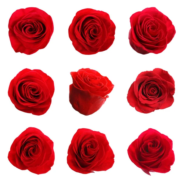 Set di belle rose rosse teneri su sfondo bianco — Foto Stock