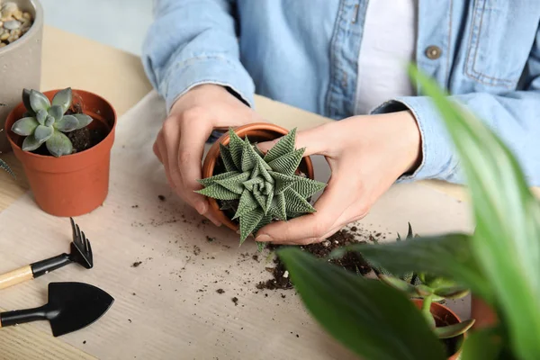 Woman transplanting home plant into new pot at table, closeup — 스톡 사진