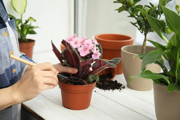 Woman transplanting home plant into new pot on window sill, closeup — 스톡 사진