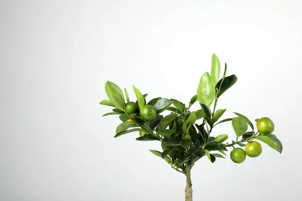 Hermosa planta de Calamondin sobre fondo gris, espacio para texto — Foto de Stock