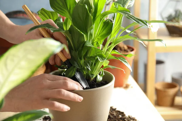 Wanita transplantasi tanaman rumah ke pot baru di meja, closeup — Stok Foto