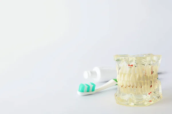 Zęby typodont, Pędzel i pasta na białym tle, miejsce na tekst. Konsultacje z dentystą — Zdjęcie stockowe