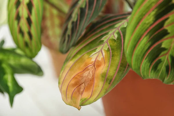 Planta em casa com doença da praga da folha no fundo desfocado, close-up — Fotografia de Stock