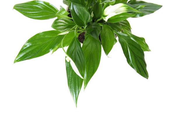 Pot with Spathiphyllum home plant on white background, top view — Stock Image Pot with Spathiphyllum home plant on white background, top view Stock Picture