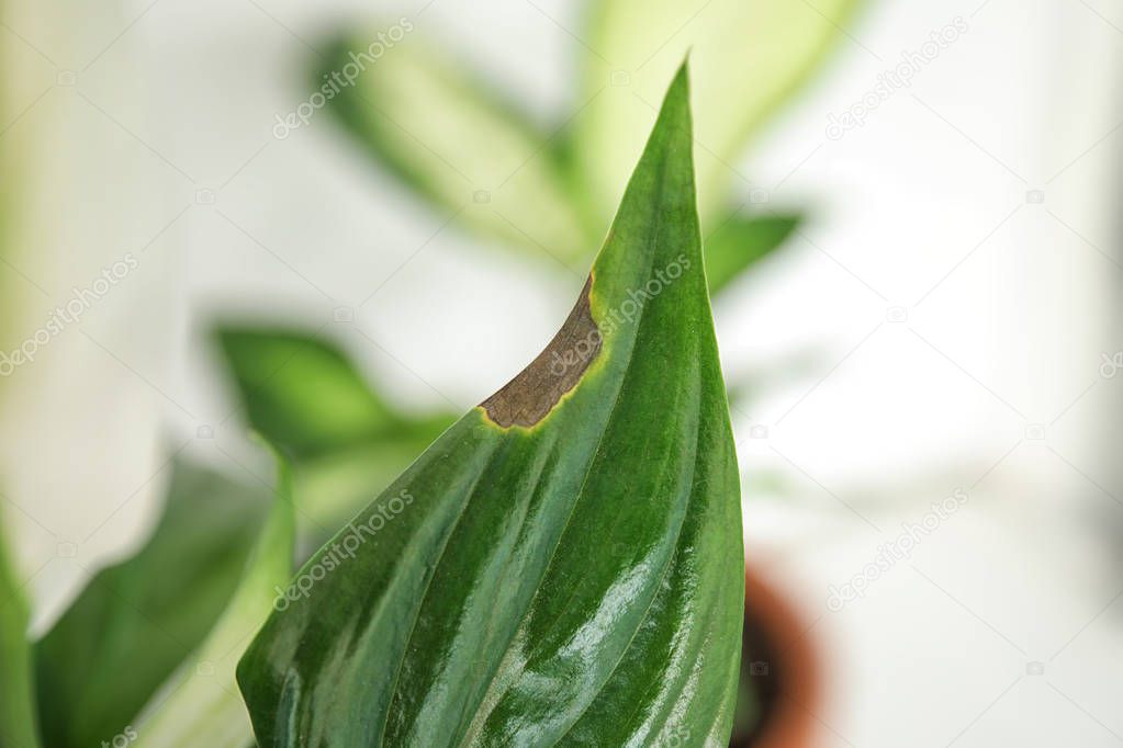 Home plant with leaf blight disease on  blurred background, closeup