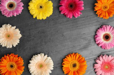 Gri arka plan üzerinde güzel parlak gerbera çiçekleri ile Kompozisyon, üst görünümü. Metin için alan