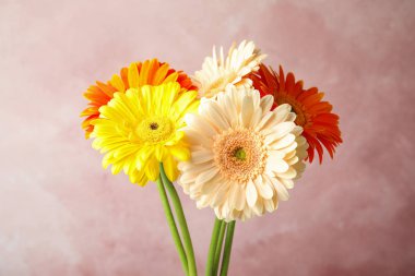 Renk arka planda güzel parlak gerbera çiçek Buketi