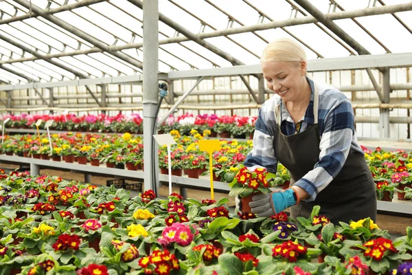 Érett nő vigyáz virágzó virágok az üvegházhatást. Házi kertészkedés — Stock Fotó
