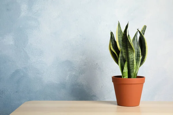 Sansevieria planta en maceta sobre mesa cerca de pared de color, espacio para texto. Decoración del hogar —  Fotos de Stock