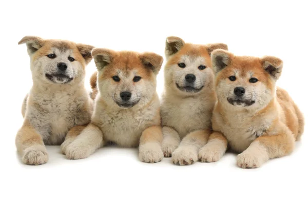 Lindos cachorros akita inu aislados en blanco —  Fotos de Stock