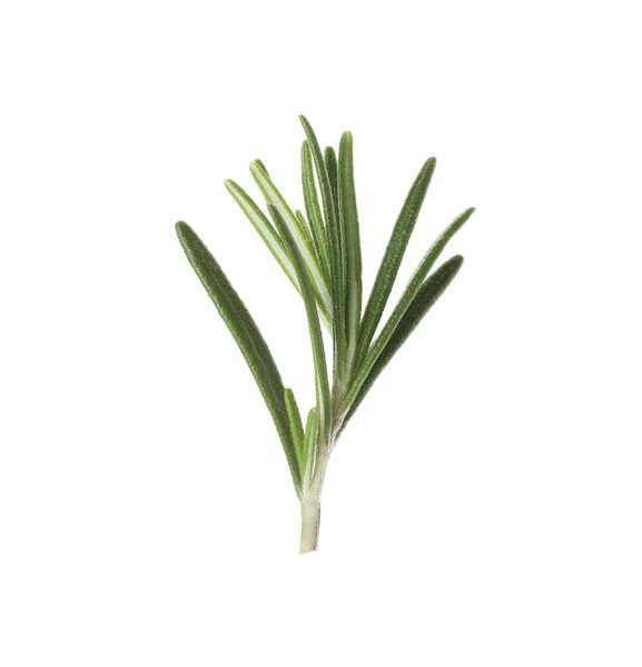 Frische grüne Rosmarinblätter auf weißem Hintergrund — Stockfoto
