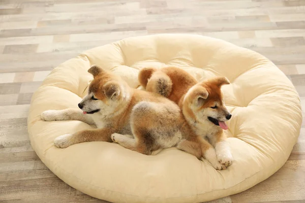 Carino akita inu cuccioli su pet cuscino all'interno — Foto Stock