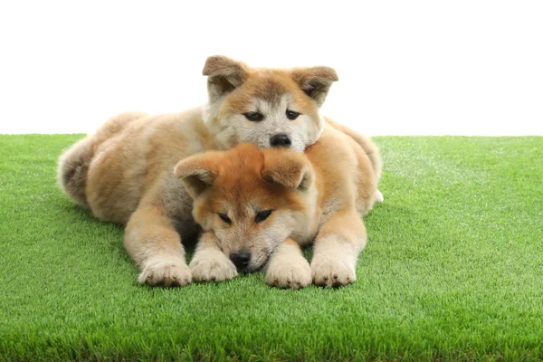 白い背景に人工芝のかわいい秋田犬の子犬 — ストック写真