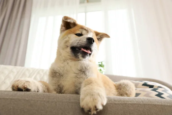 Funny akita inu cachorro en el sofá en la sala de estar — Foto de Stock