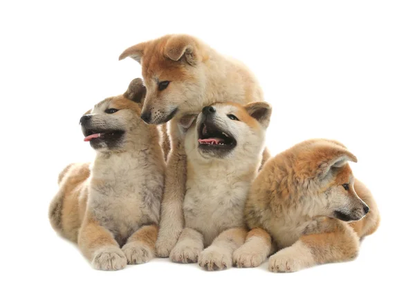 Симпатичные щенки акита-ину изолированы на белом — стоковое фото
