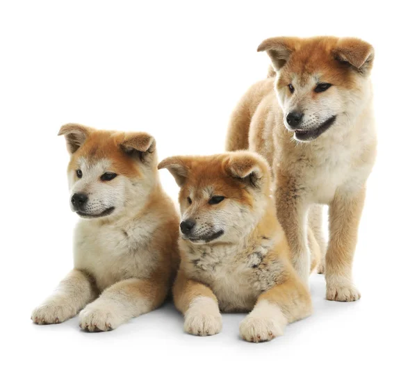 Niedliche akita inu Welpen isoliert auf weiß — Stockfoto