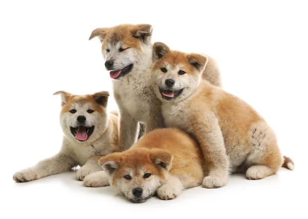 Cute akita inu puppies isolated on white — Stock Photo, Image