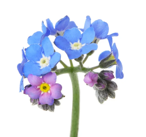 Increíble primavera olvidar-me-no flores sobre fondo blanco — Foto de Stock