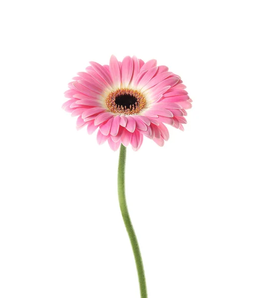 Bela flor de gerbera brilhante no fundo branco — Fotografia de Stock