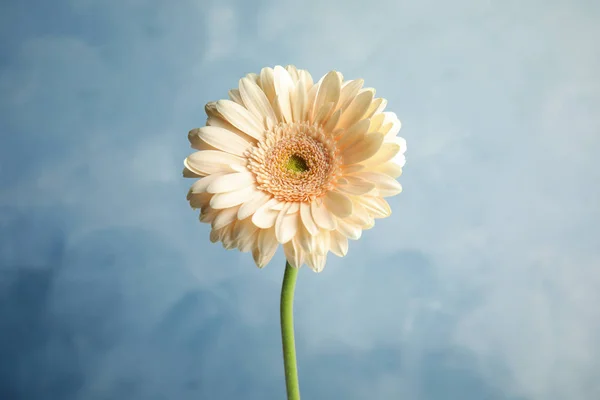 Piękny jasny kwiat Gerbera na kolorowym tle — Zdjęcie stockowe