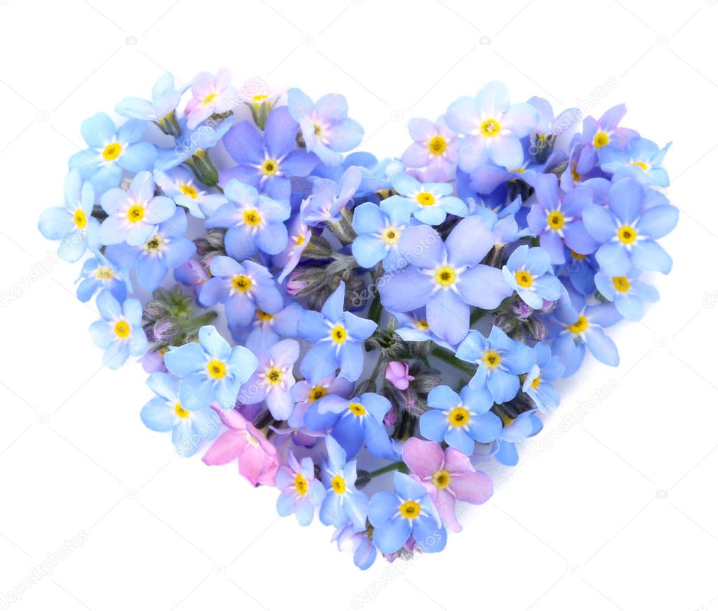 Heart made of amazing spring forget-me-not flowers on white background, top view