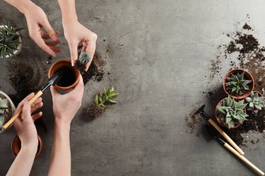 Gri arka planda ev bitkileri nakleden kadınlar, üst manzara. Metin için boşluk
