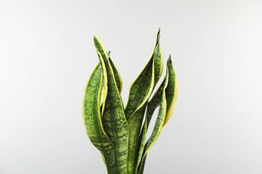 Beyaz arka plan üzerinde güzel sansevieria bitki. Ev dekorasyonu
