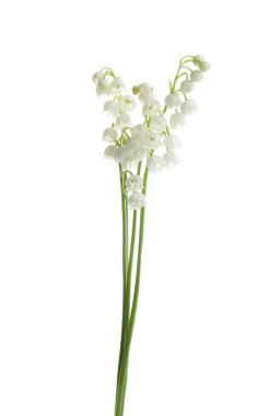 Beyaz arka plan üzerinde vadi çiçekleri güzel kokulu zambak