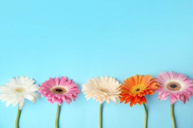 Renk arka plan üzerinde güzel parlak gerbera çiçekleri ile Düz yatıyordu kompozisyon. Metin için alan