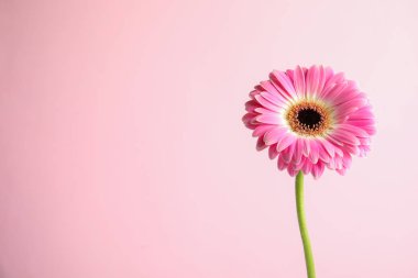 Renk arka plan üzerinde güzel parlak gerbera çiçek. Metin için alan