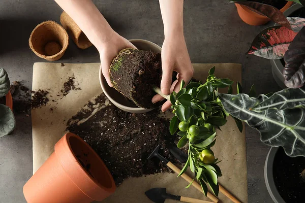 Женщина пересаживает домашние растения за столом, вид сверху — стоковое фото