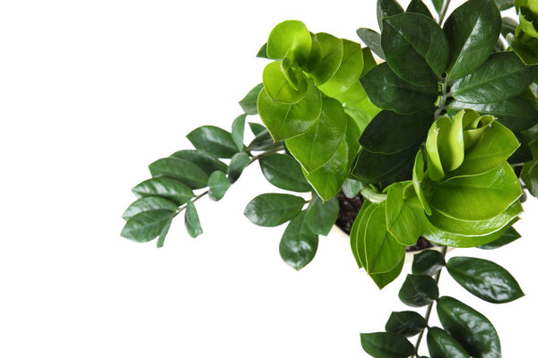 Pot with Zamioculcas home plant on white background, top view