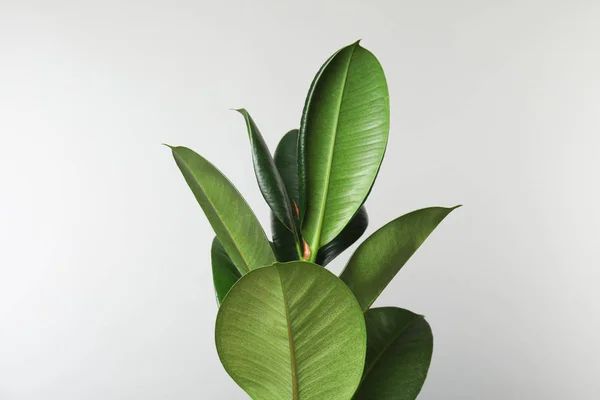 Beautiful rubber plant on white background. Home decor