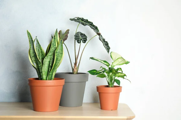 Pot tanaman eksotis di meja dekat dinding cahaya. Dekorasi rumah — Stok Foto